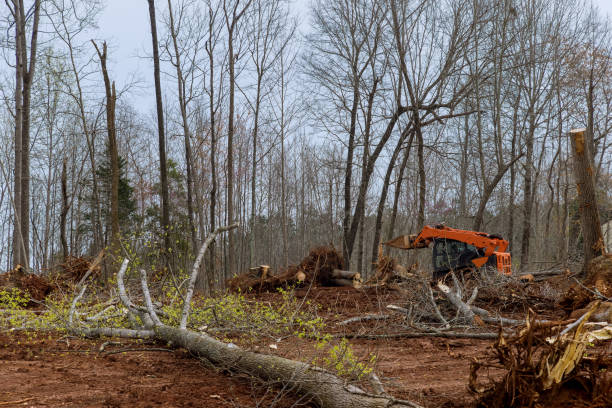 Reliable Biola, CA Tree Care Solutions
